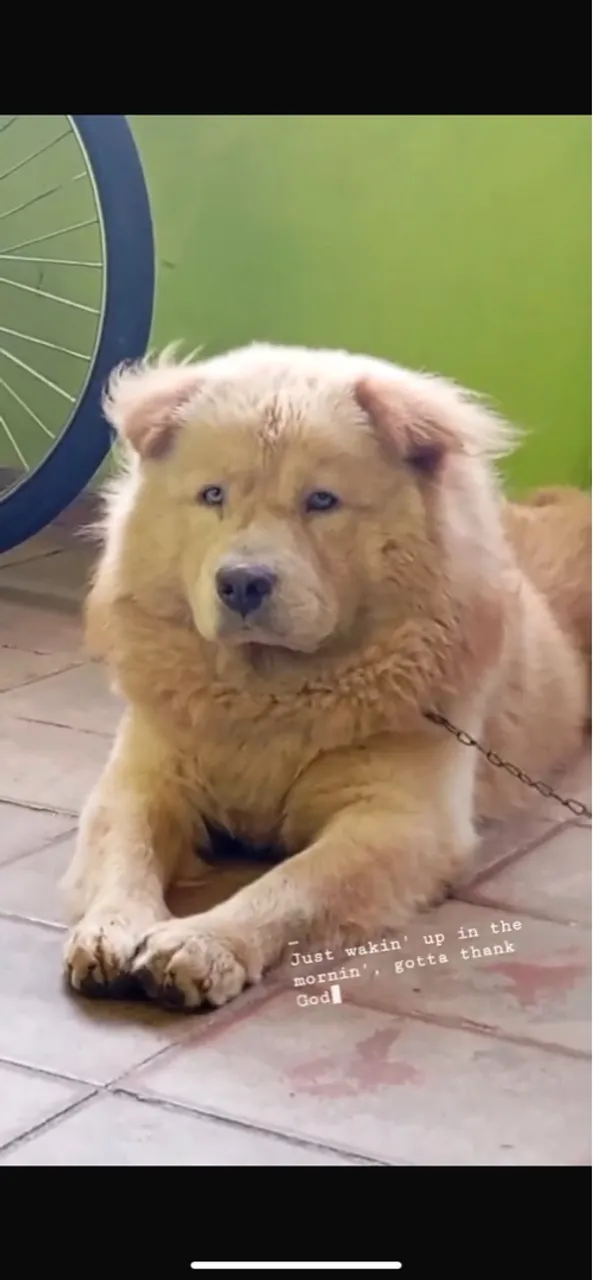 Chow-Chow adorável para adoção