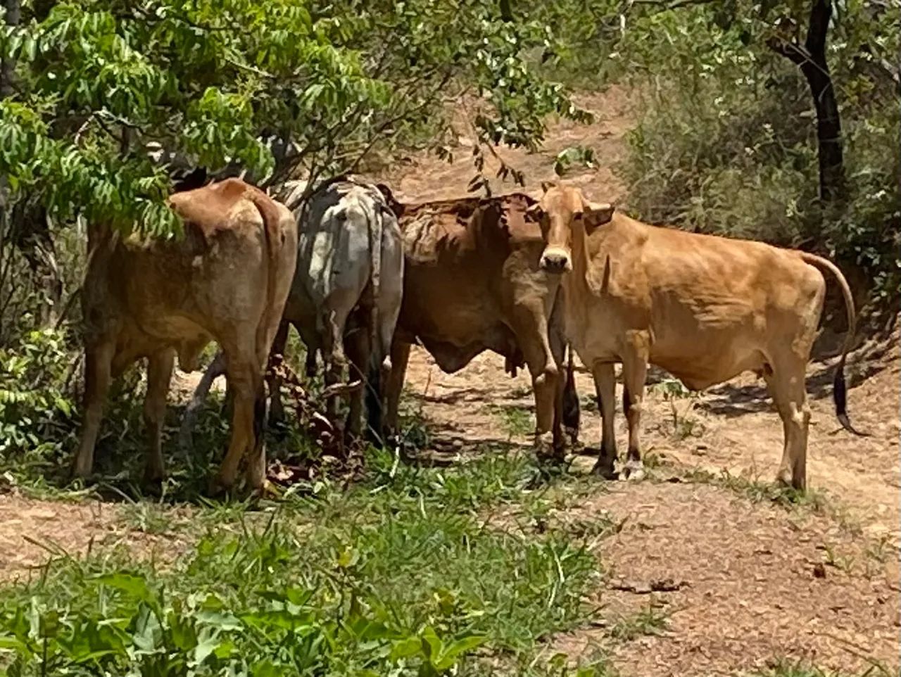 Vende-se vacas e bezerros - Foto 3