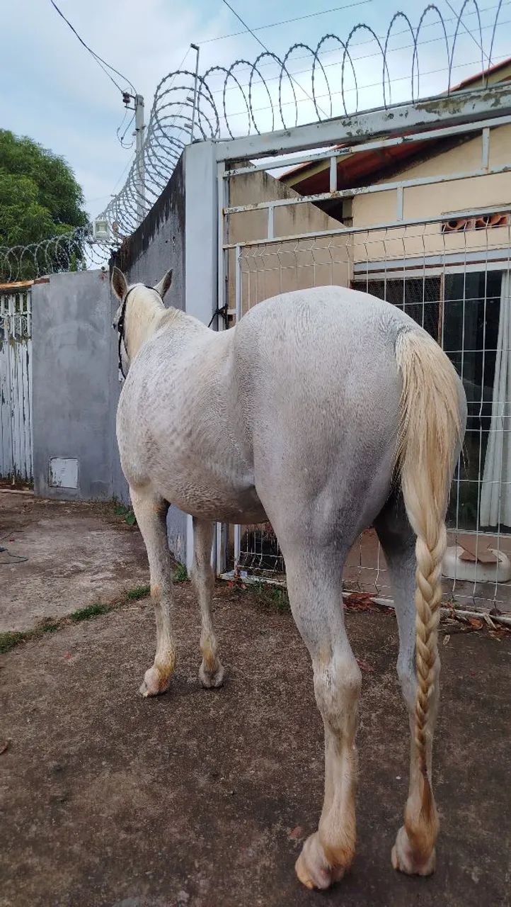 Égua quarto de milha - Foto 2