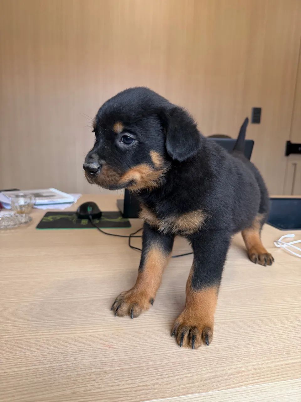 Filhotes de Rottweiler a pronta entrega - Foto 2