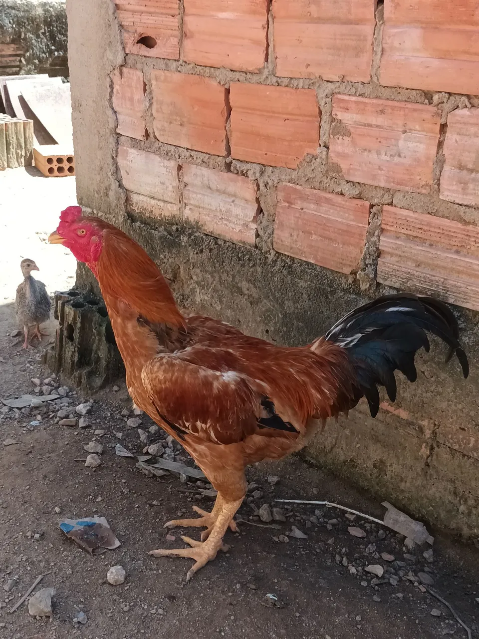 Galo adulto com plumagem vibrante