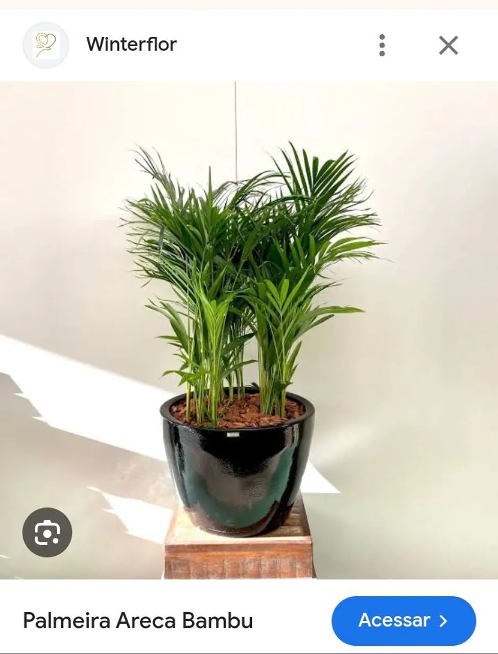 Palmeira Areca bambo - Foto 2