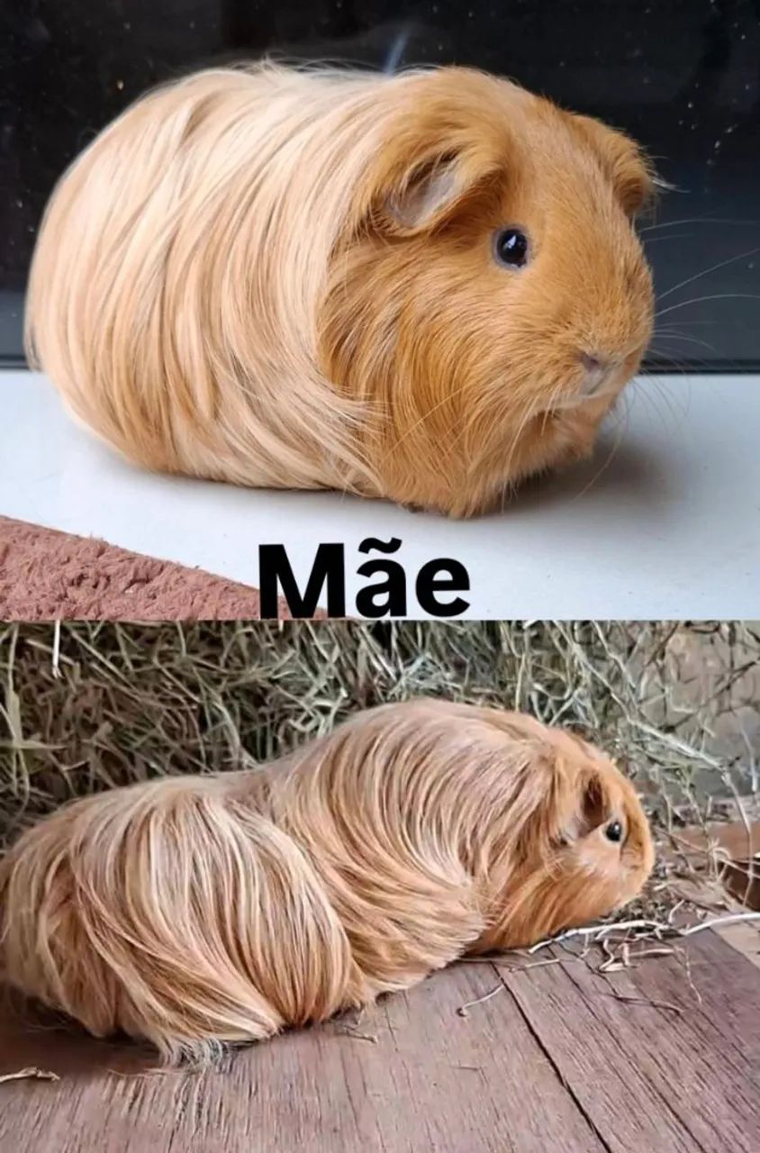 Porquinho da india sheltie  - Foto 2