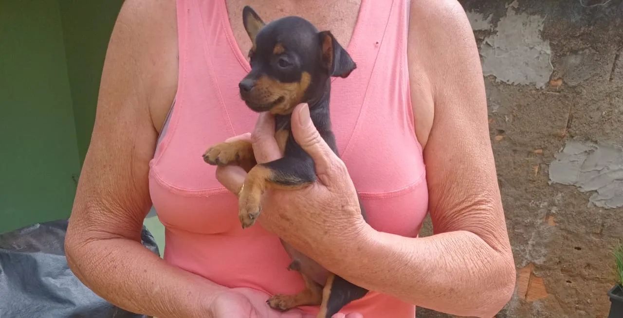 Filhote de Pinscher Miniatura - Foto 3