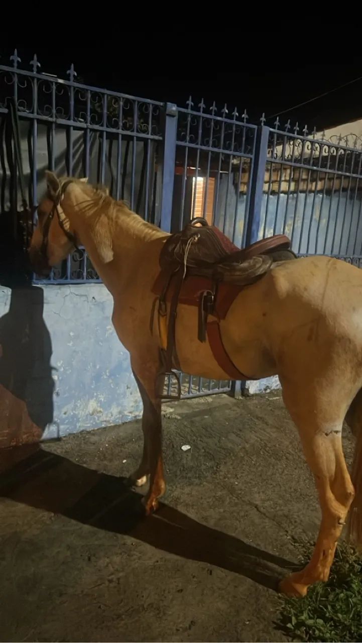 Cavalo Mangalarga Marchador - Adulto - Foto 3