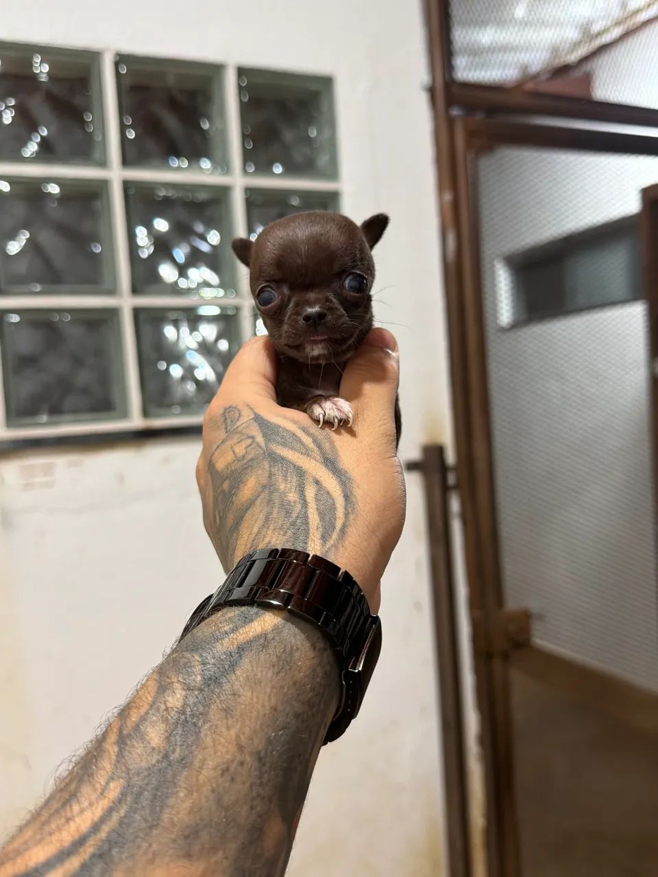 Chihuaha fêmea micro chocolate pelo curto Pedigree cbkc  - Foto 3