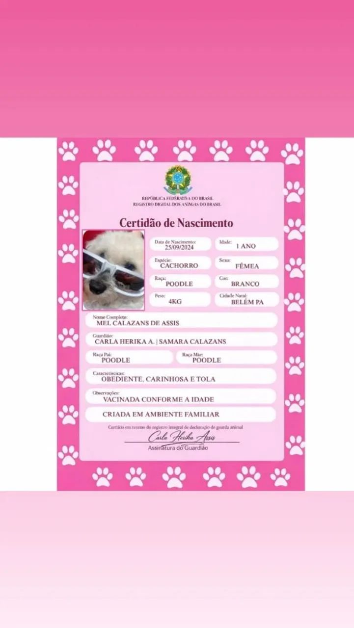 Cachorrinha poodle 
