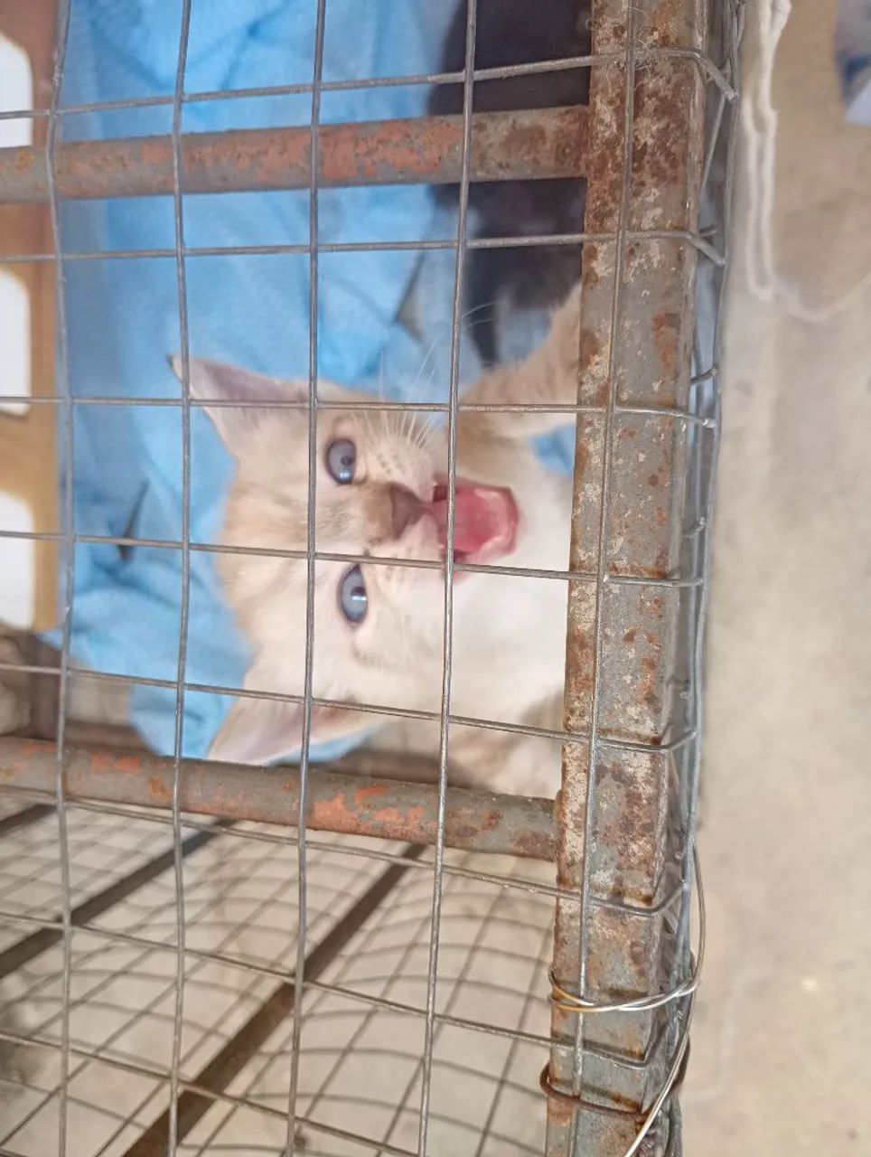 Adoção responsável urgente - Foto 5
