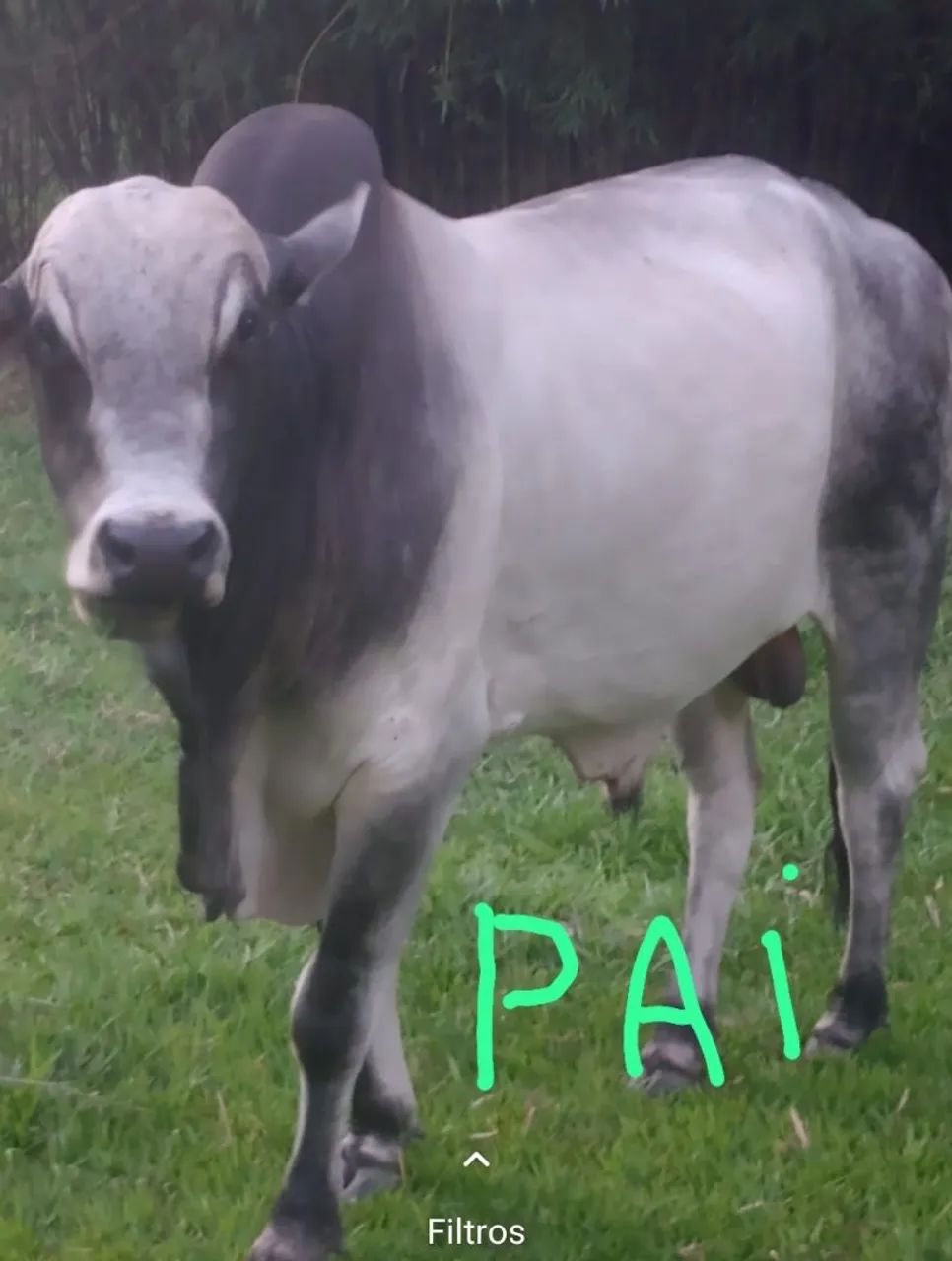 Vendo bezerro tabapuã para reprodutor - Foto 2