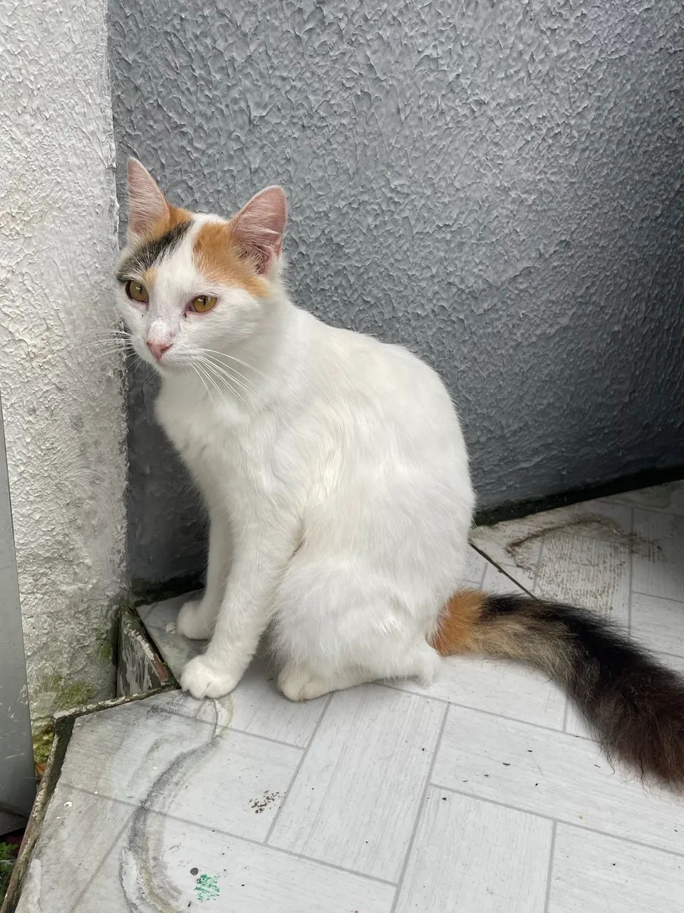 Adoção responsável gata 8 meses