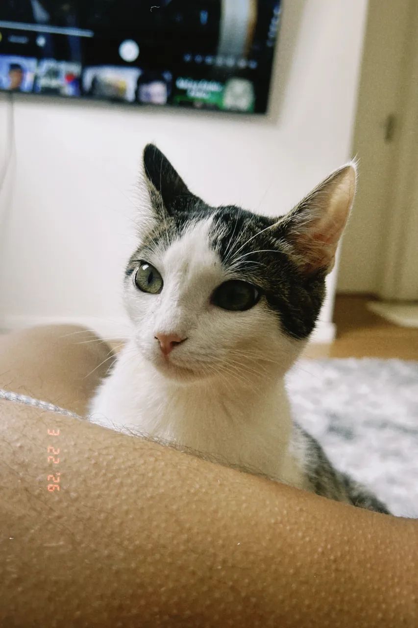 Doa-se gatos 