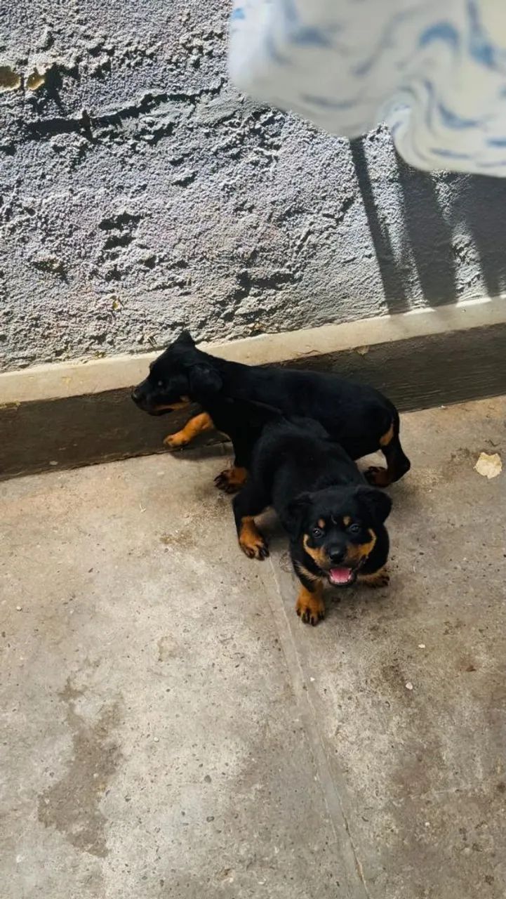 Filhotes Rottweiler vacinados e vermifugados. Tratar * - Foto 3