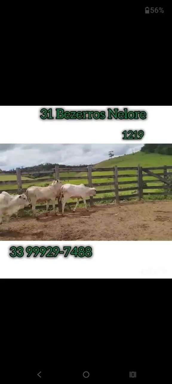 31 Bezerros Nelore  - Foto 6