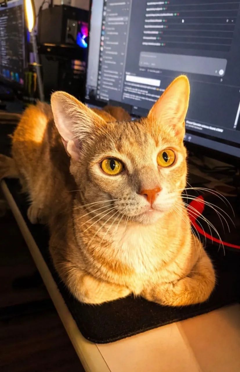 Adoção de gato