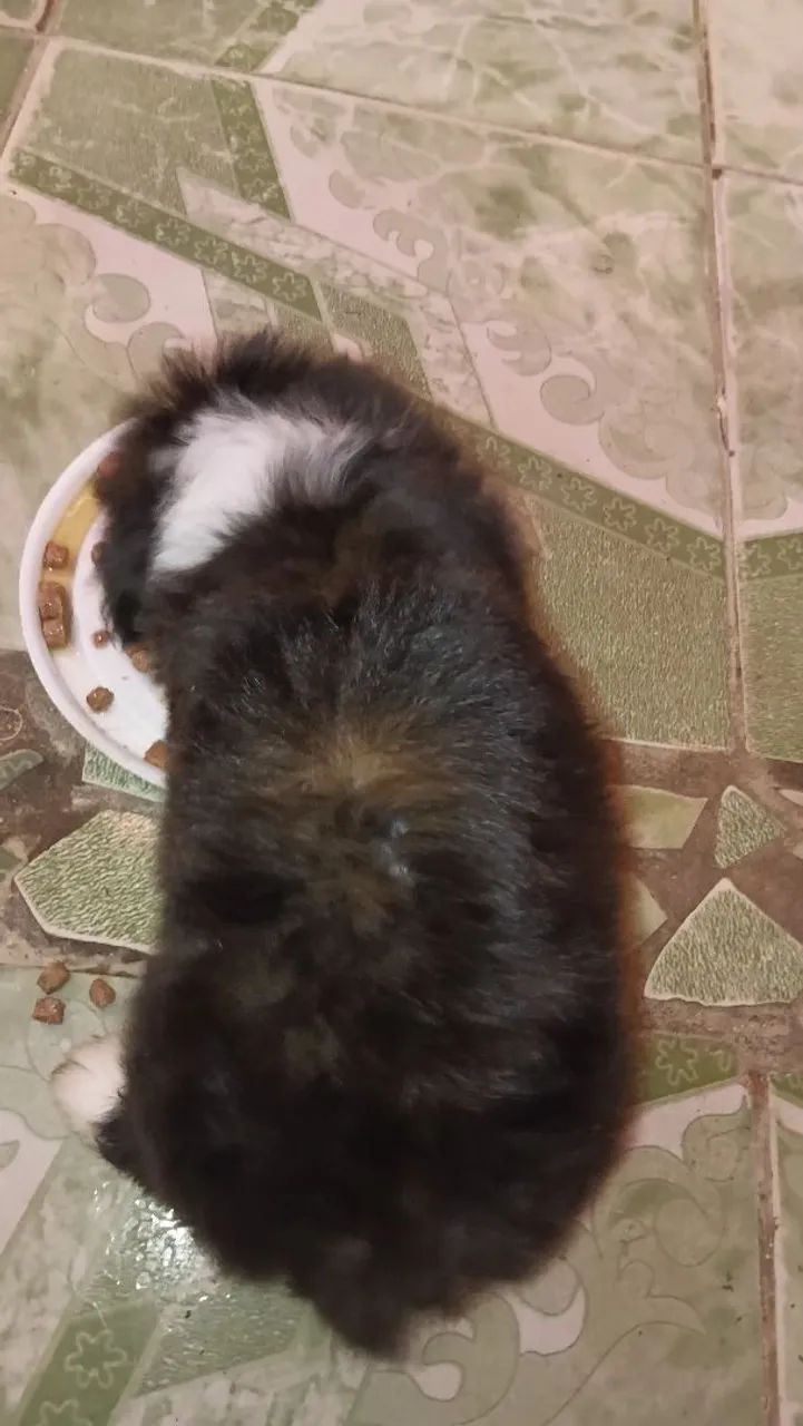 Vendo cachorro poodle  - Foto 4