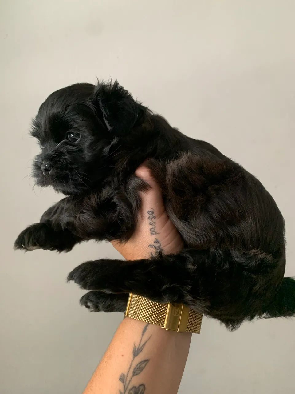 Cachorro shihtzu 