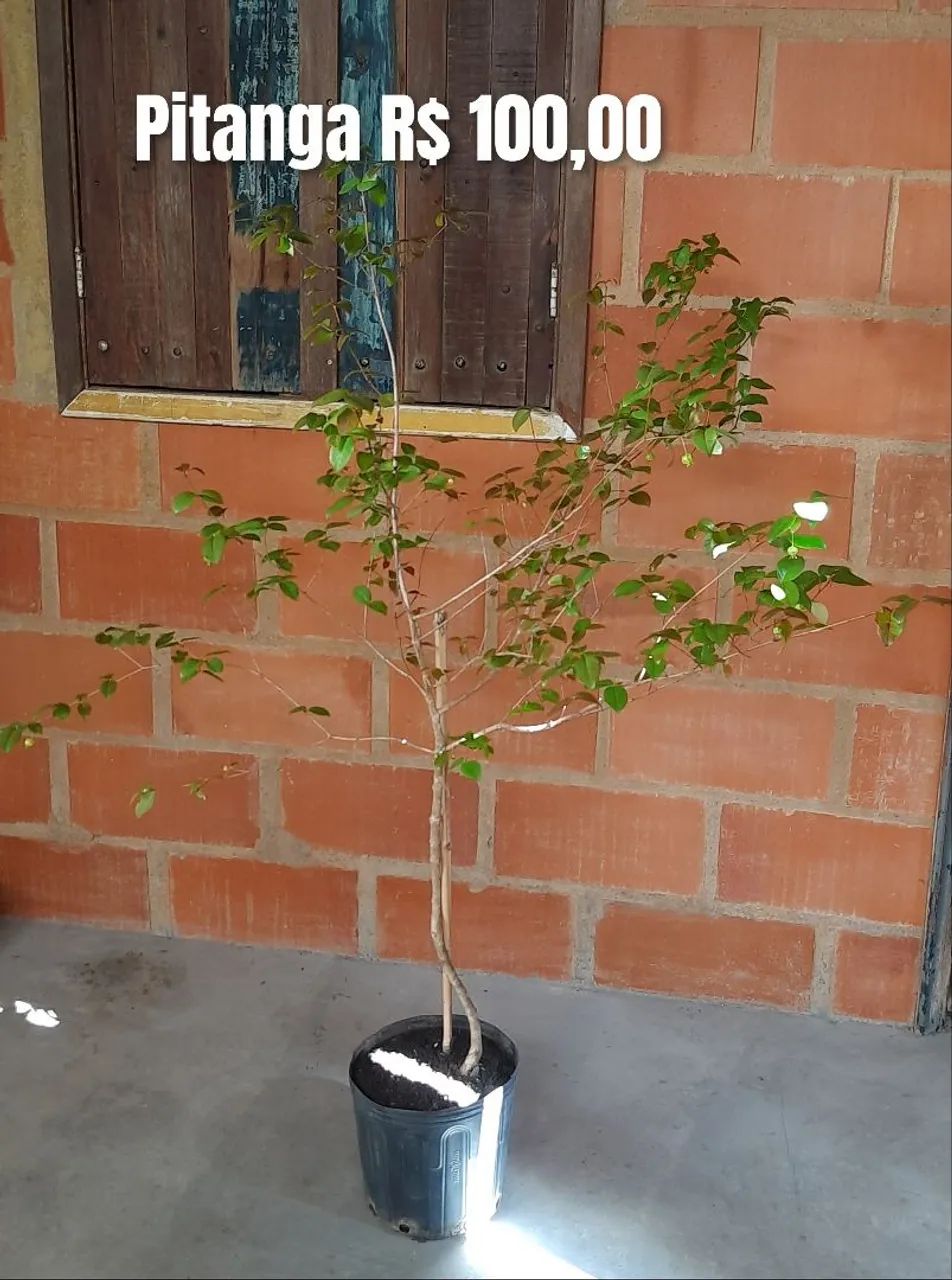 Muda de Pitanga  - Foto 2