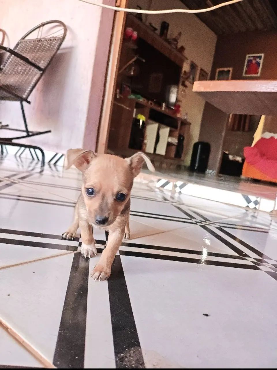 Pinscher  - Foto 2