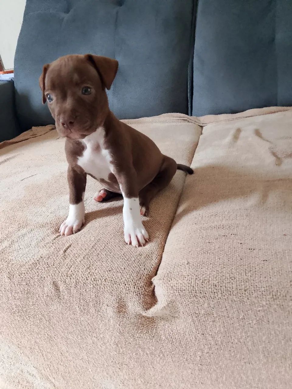 Cachorro Pit monste 
