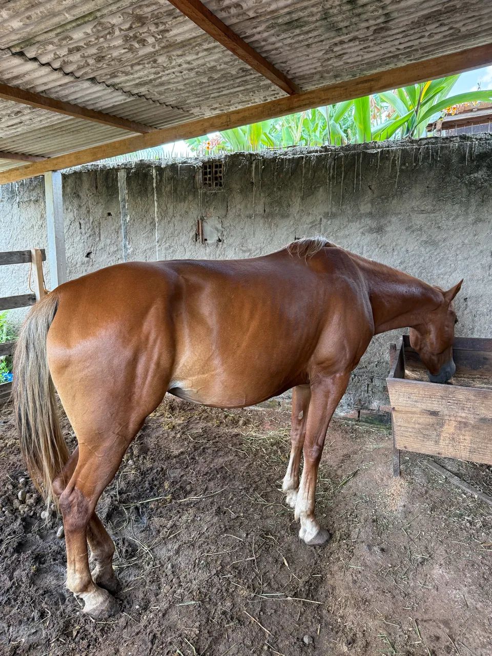Égua mansa de sela  - Foto 3