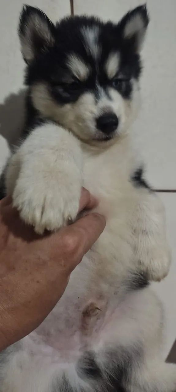 Husky puro  - Foto 3