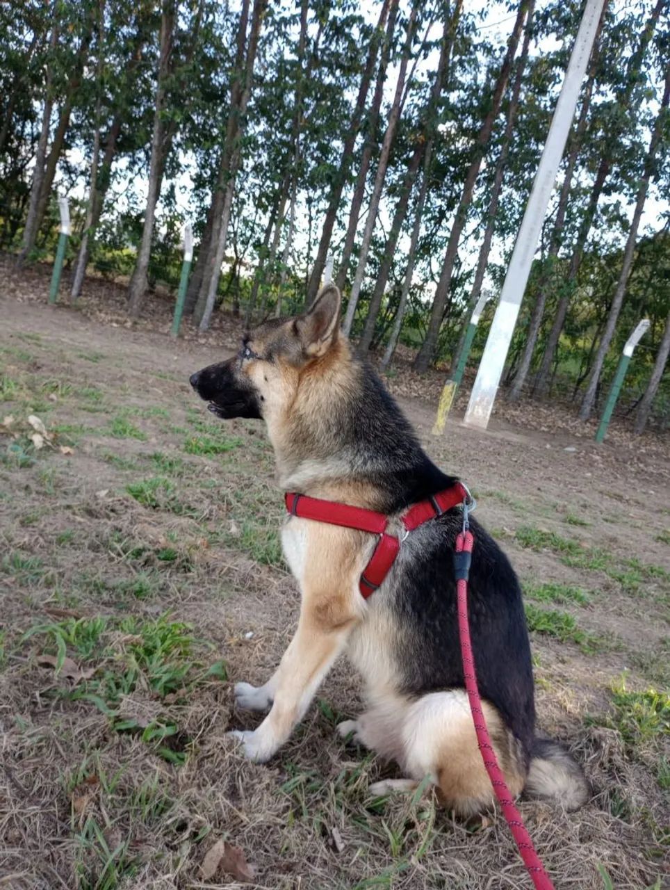 Pastor alemão macho - Foto 3