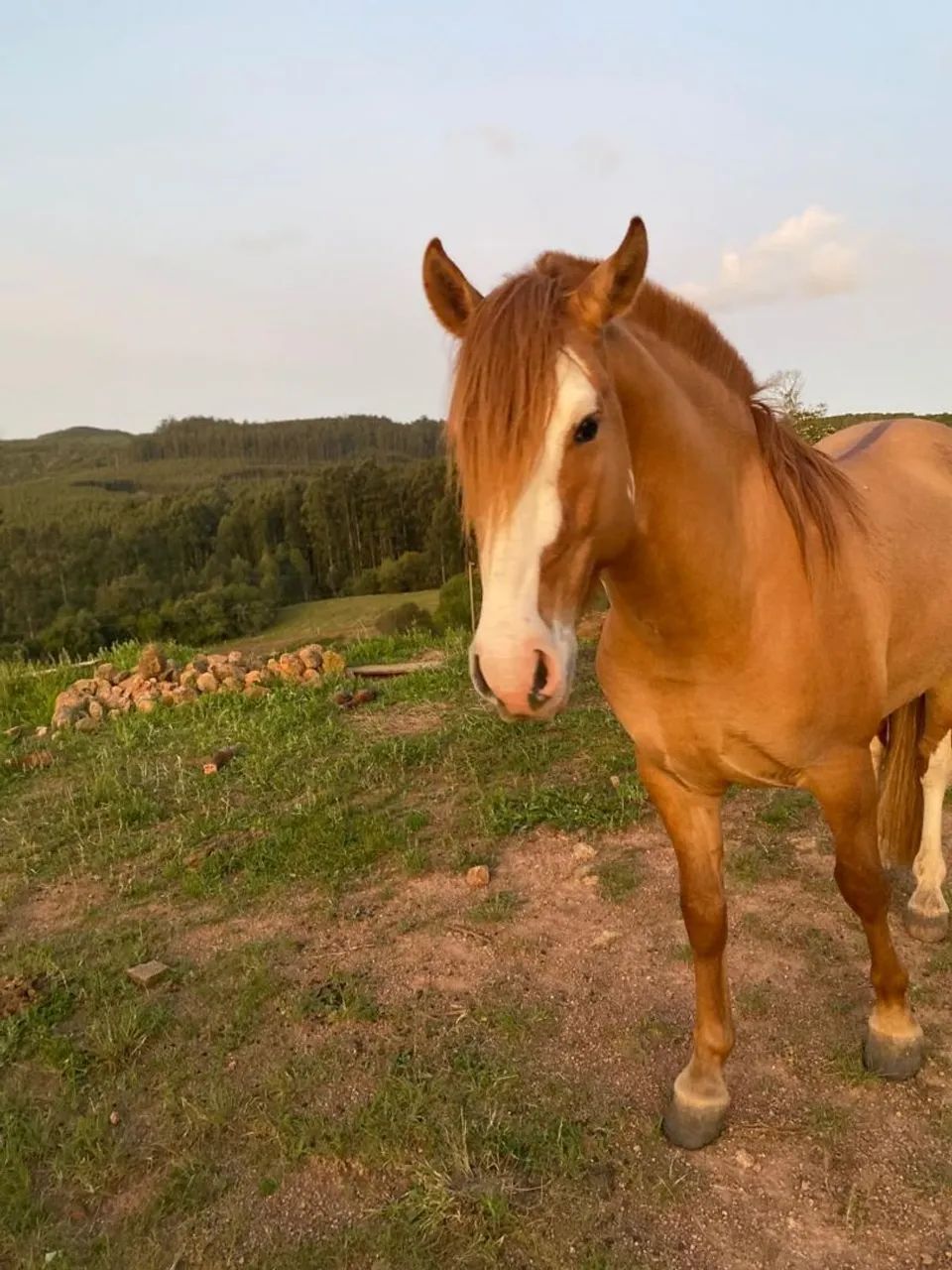 (Cavalo cuiudo crioulo) - Foto 5
