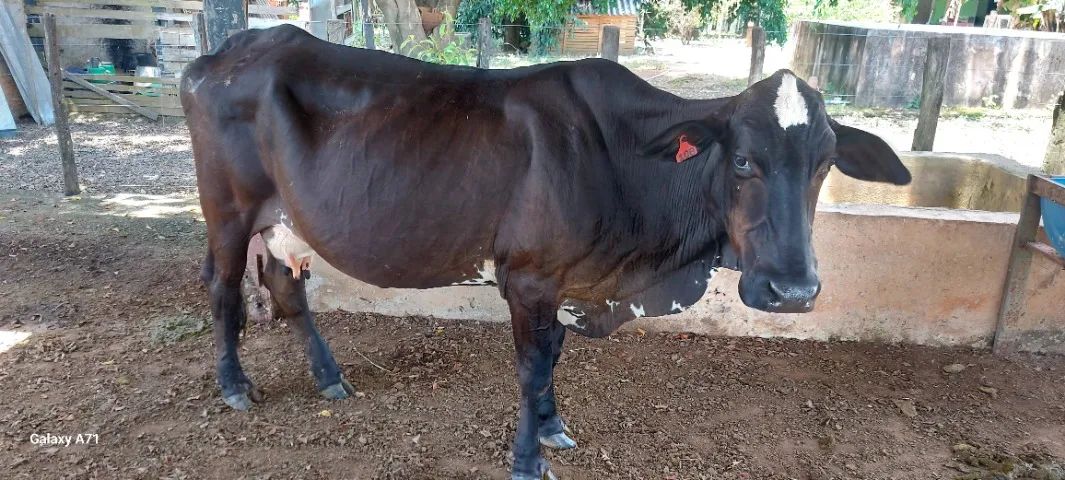 Vacas  leiteiras a vends - Foto 2