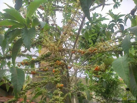 Mudas de árvores fruta do sabiá  - Foto 2