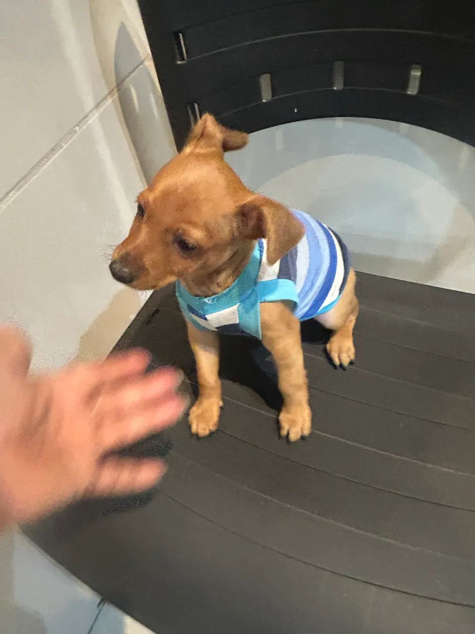 Pinscher  - Foto 4