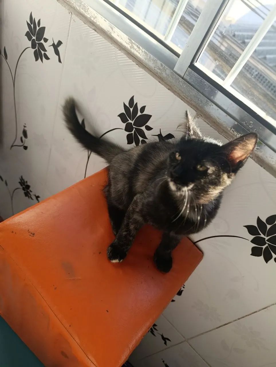 Doa-se gatinha  - Foto 3