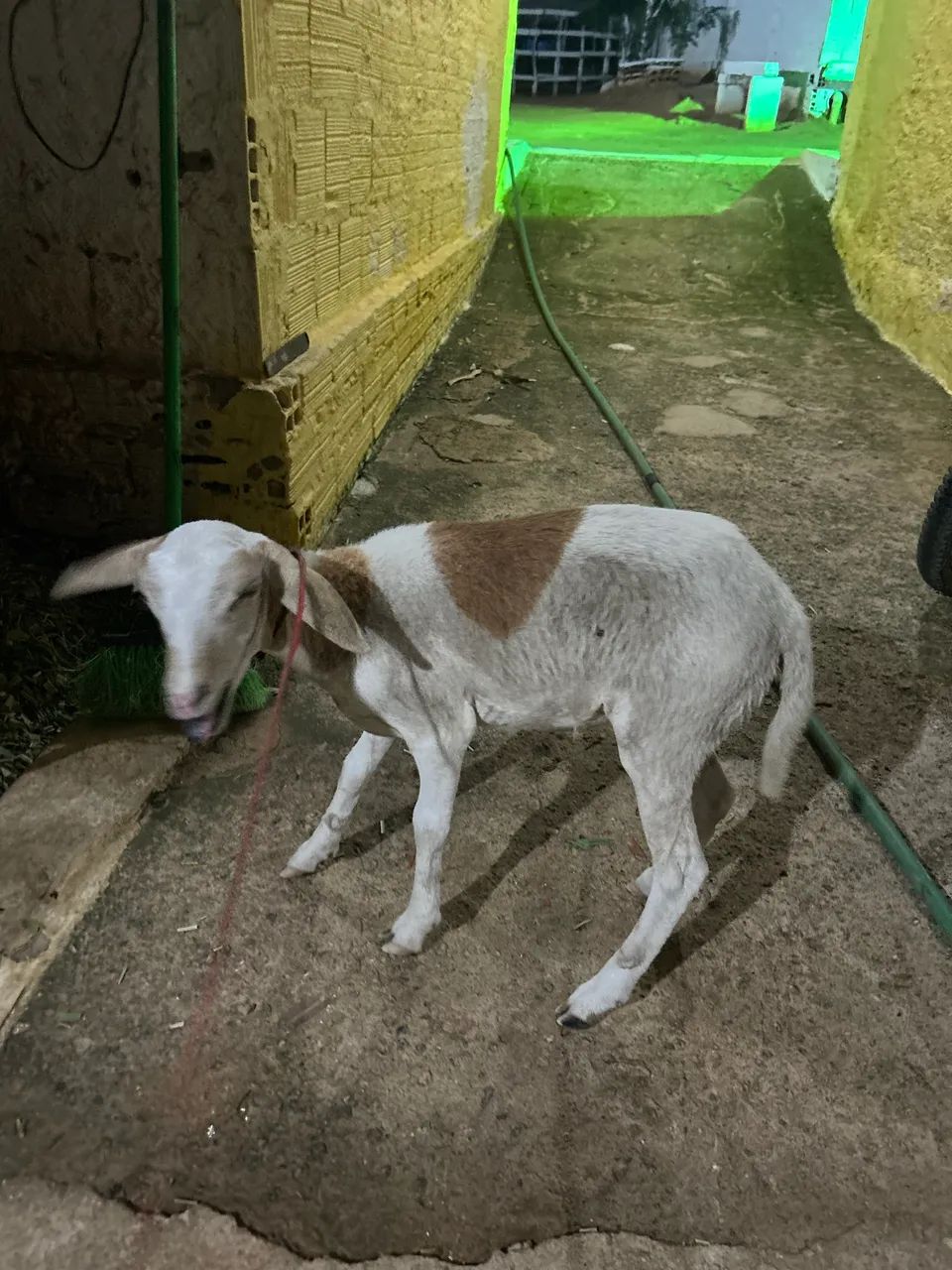 Criação  - Foto 2