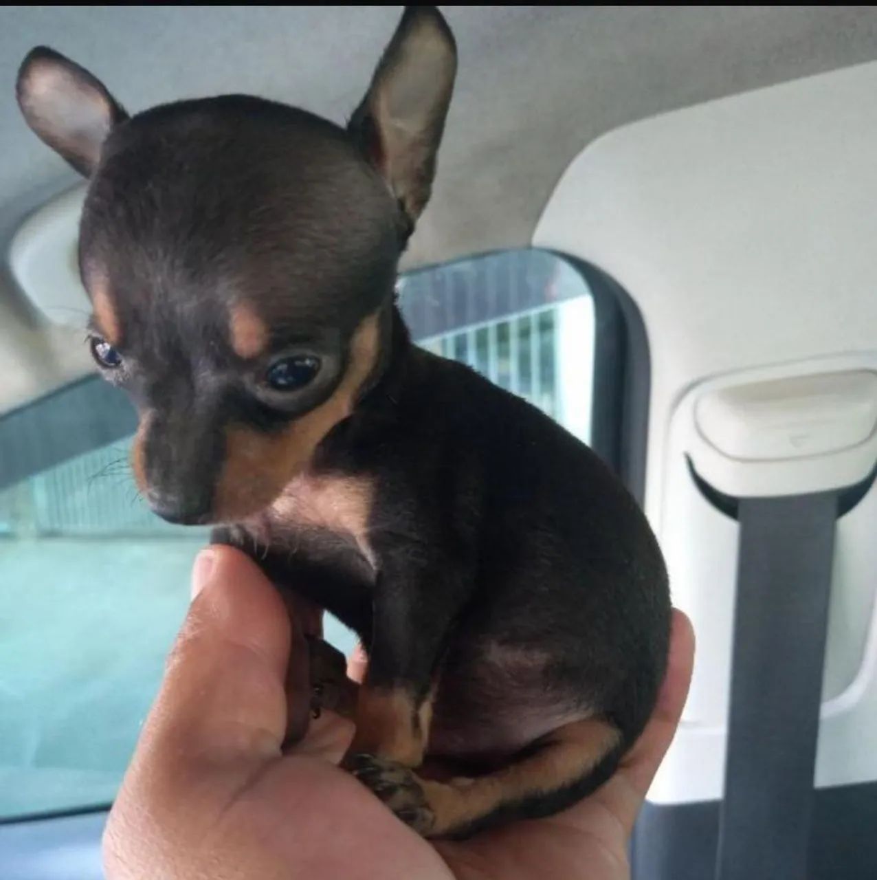Filhotes de pinscher 00