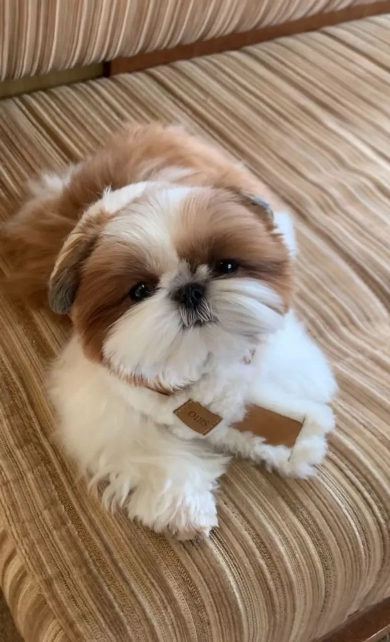 Shih Tzu Um olhar de shih tzu que conquista qualquer coração