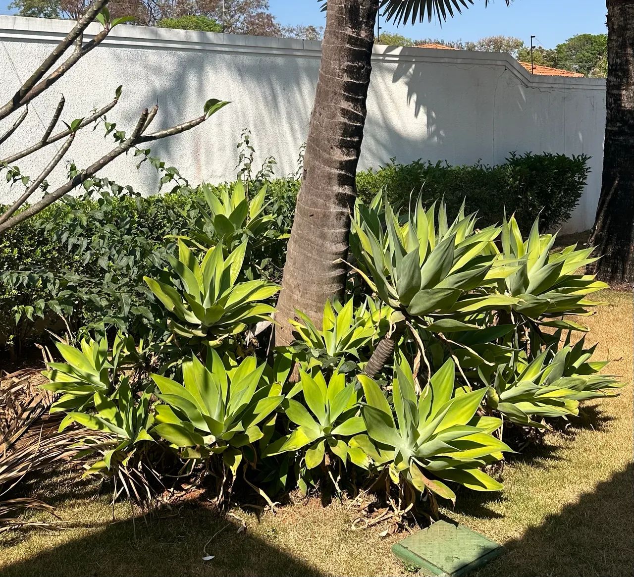 Agave Dragão