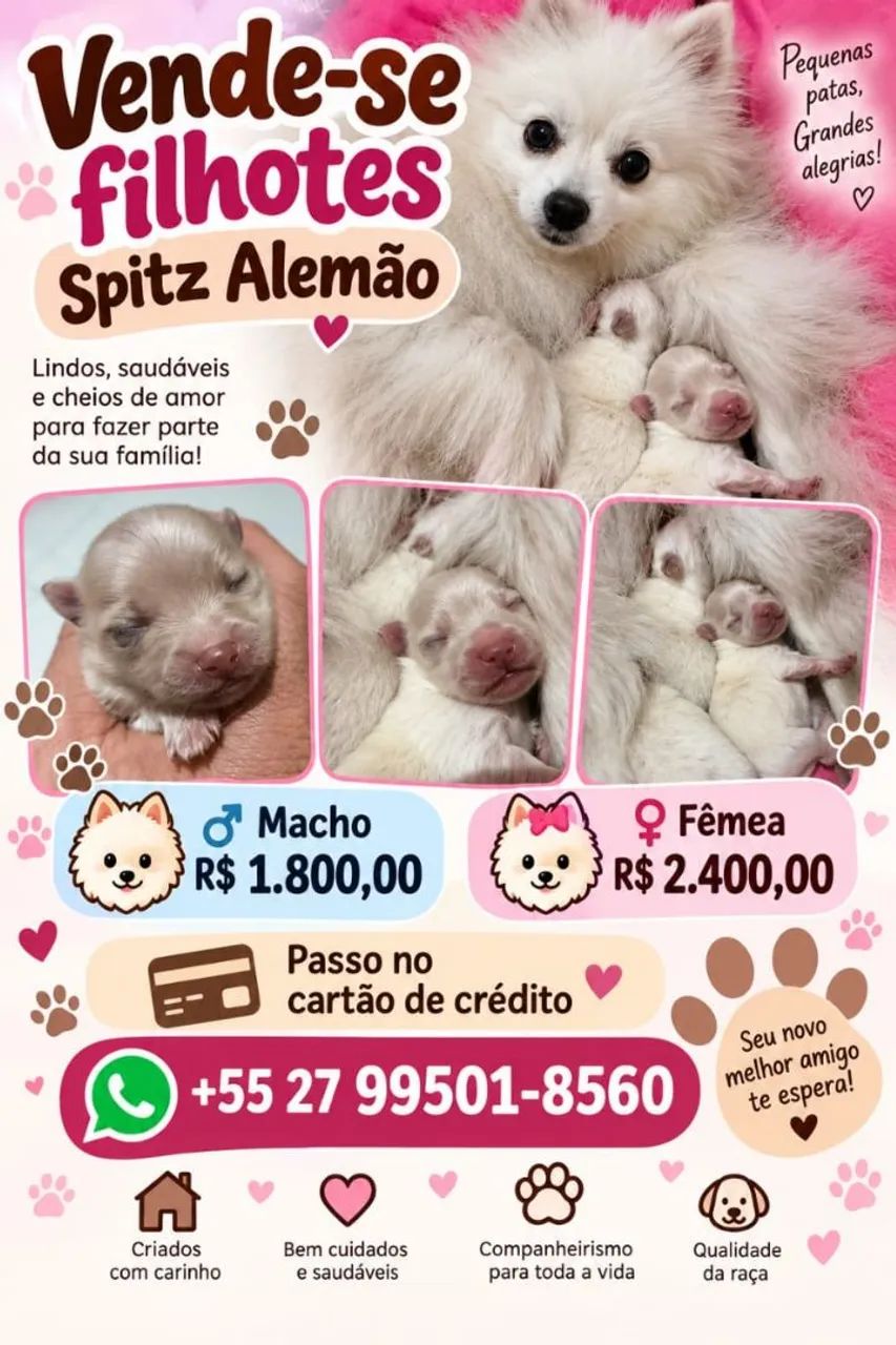 Spitz alemão 