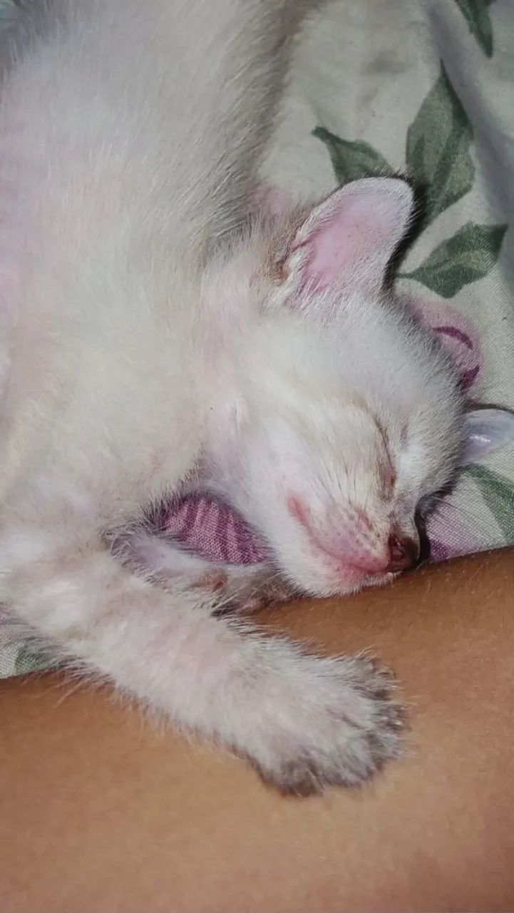 Gatinha para adoção  - Foto 3
