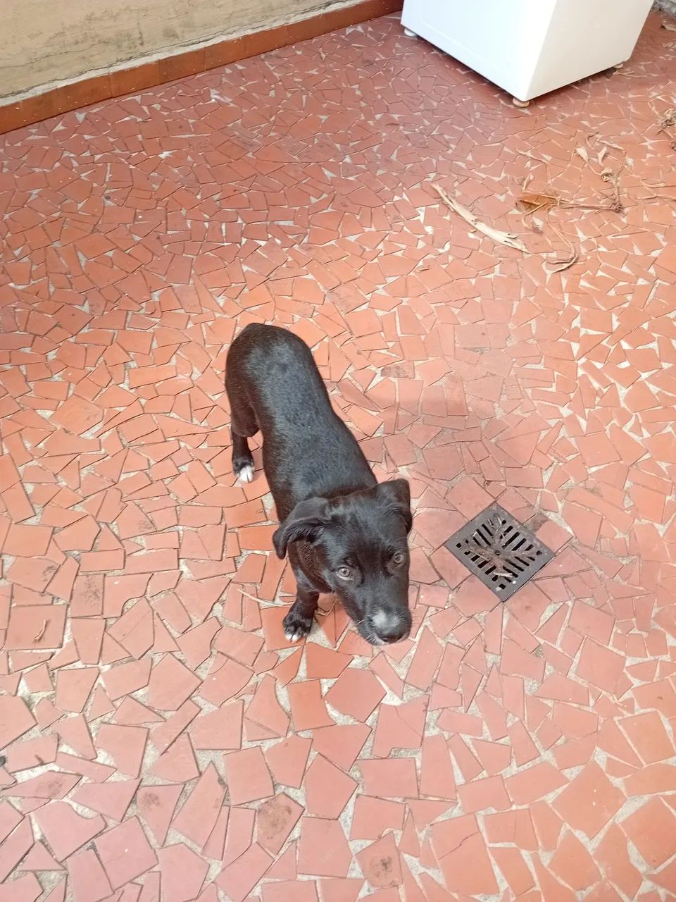 Cachorrinha para doação responsável  - Foto 2