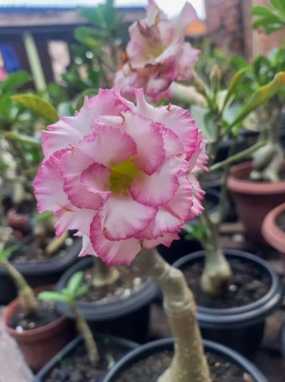 Rosa do deserto  - Foto 5
