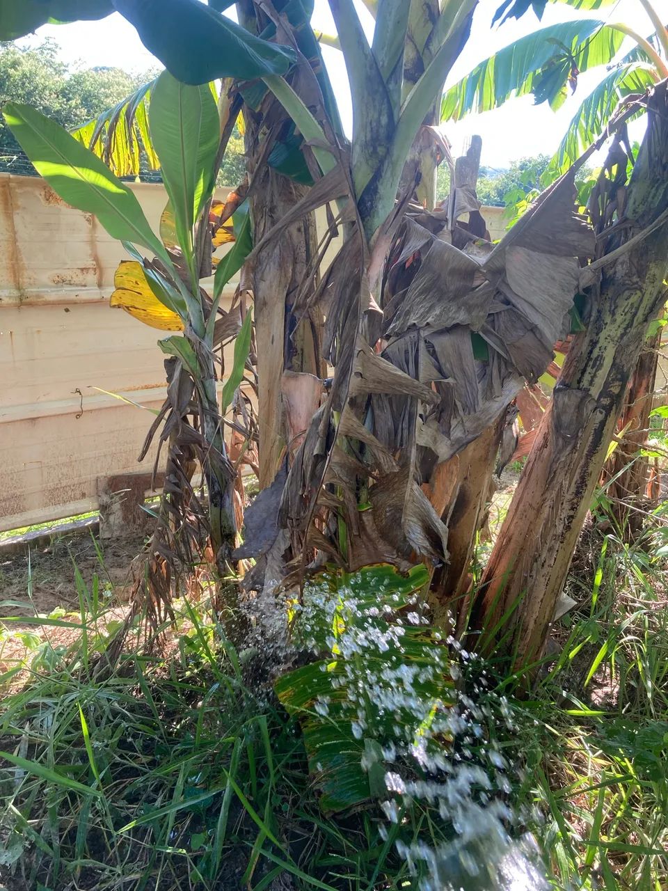 Mudas de banana da terra 