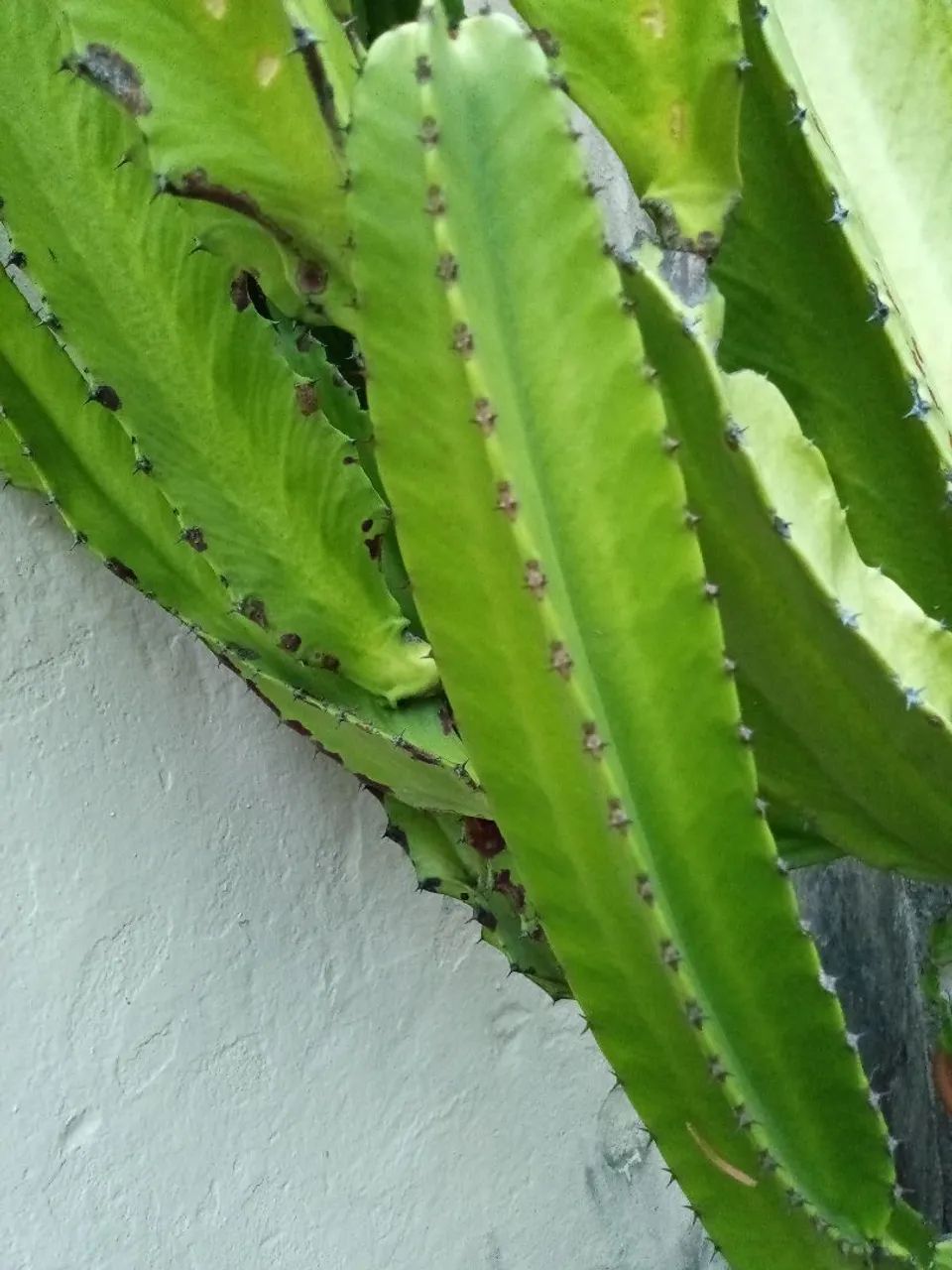 Planta - Foto 2