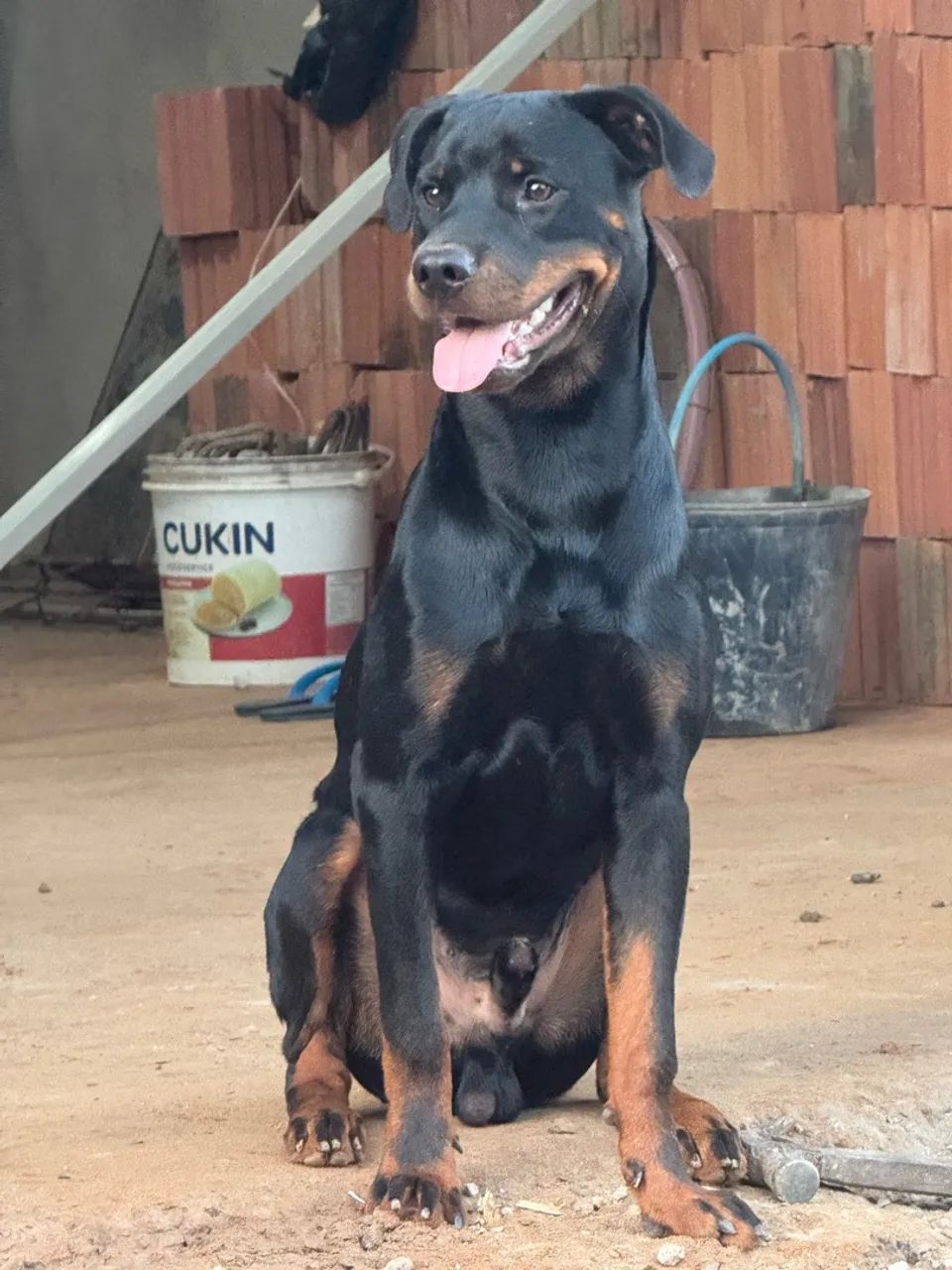 Cachorro Rottweiler