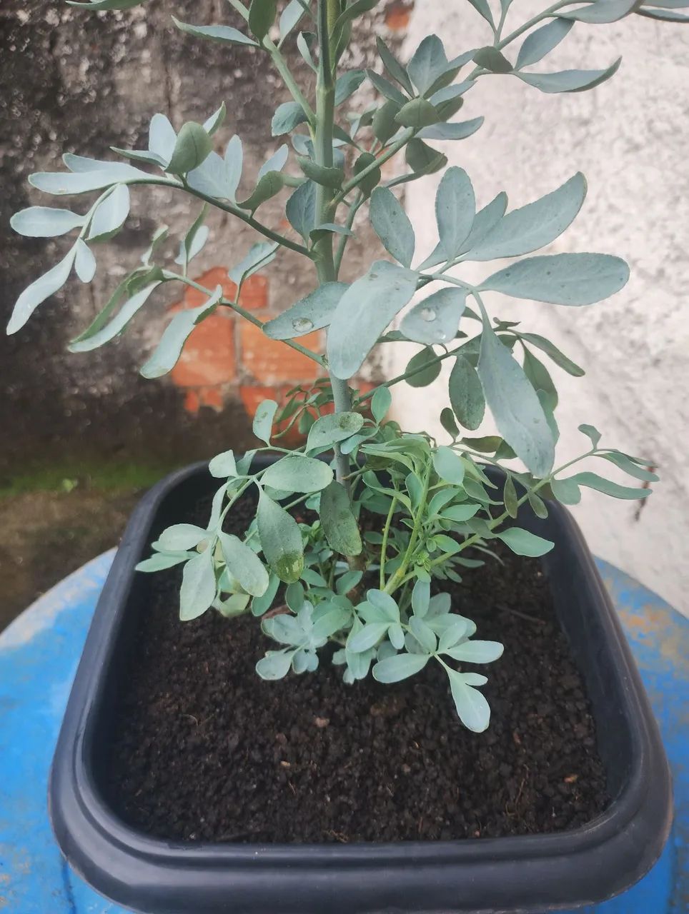 Muda de arruda  - Foto 4