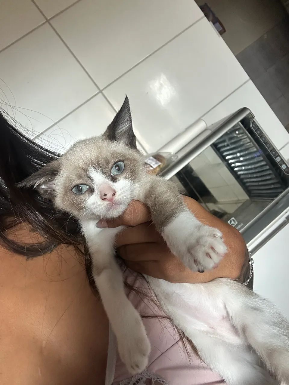 Adoção Responsável de Gatinha Filhote 