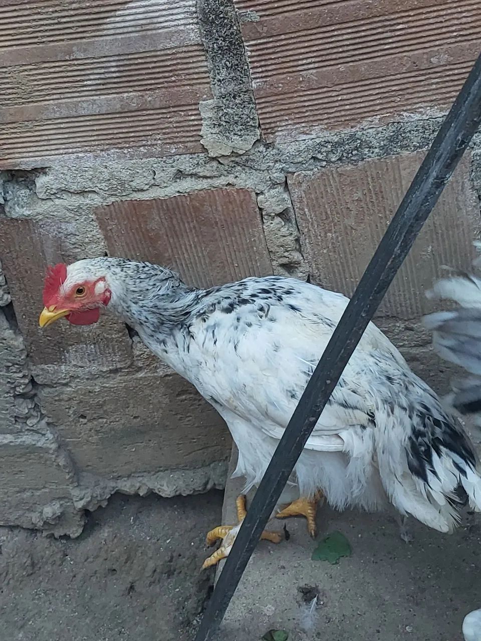 Frangos mestiços GSB