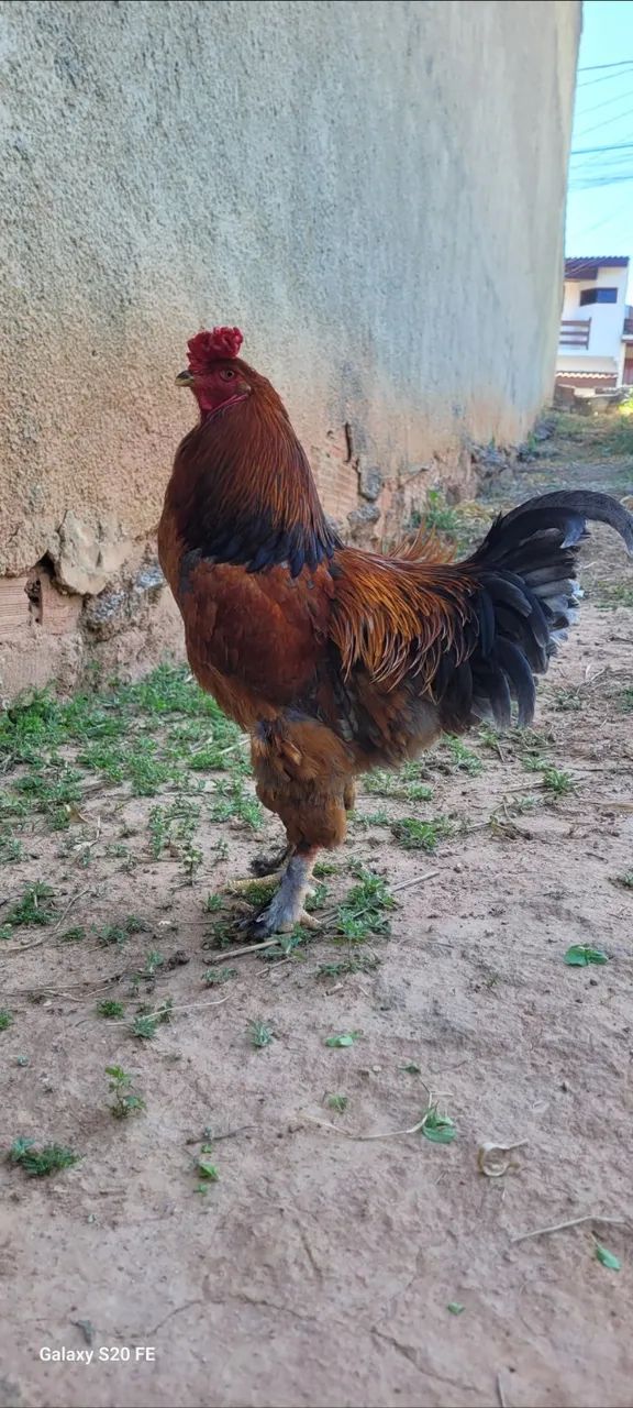 Vendo Galos - Foto 5