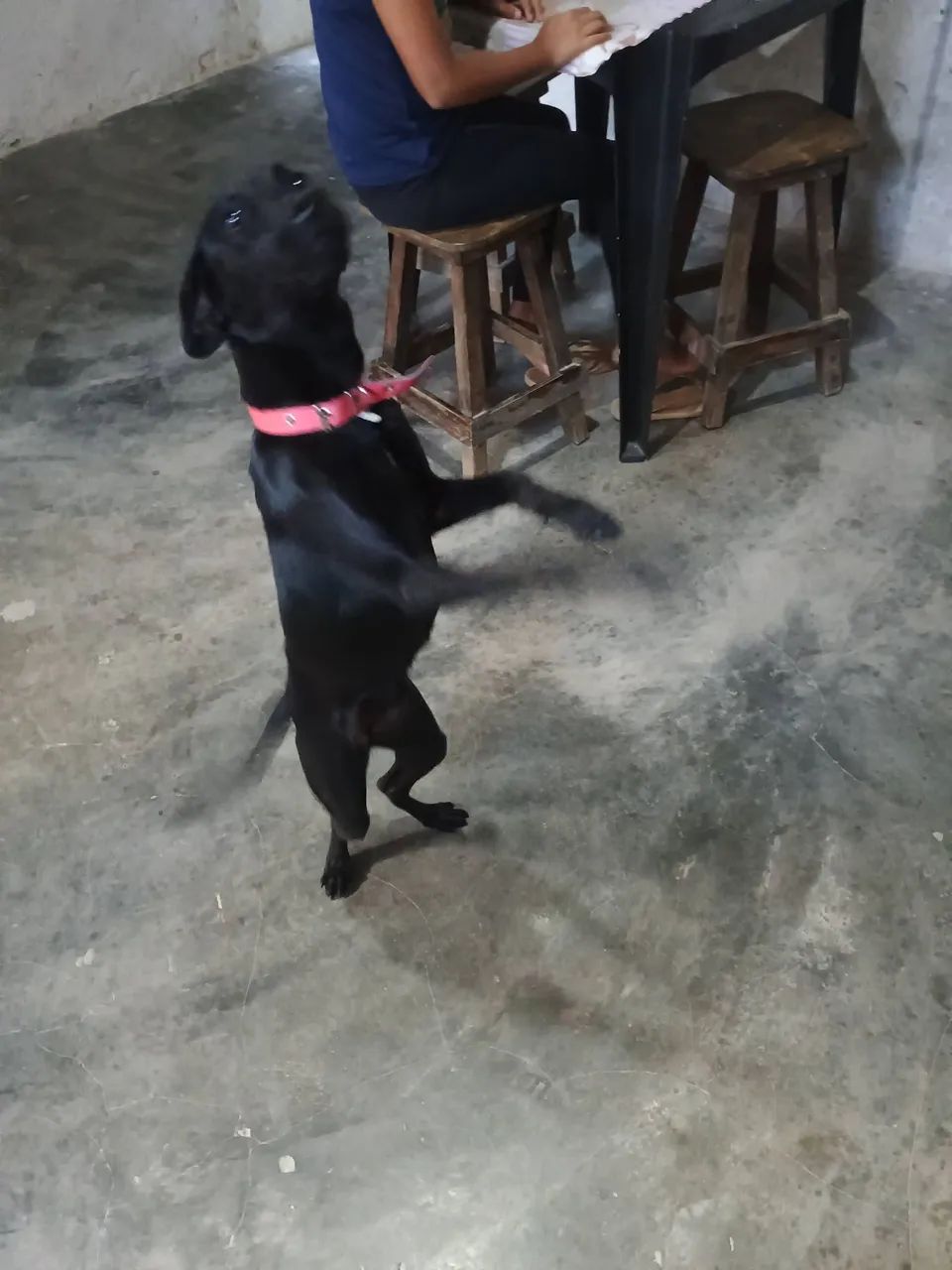 Cadela 2 anos - Foto 2