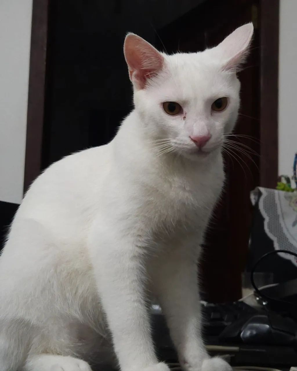 Gatinho Doação - Foto 3