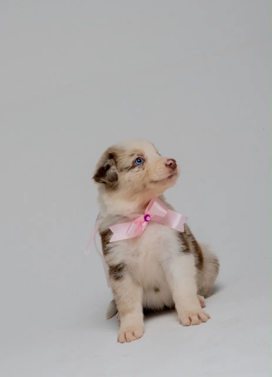 Border collie  - Foto 3