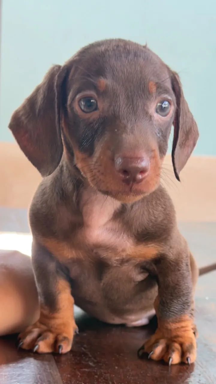 Dachshund macho  - Foto 3